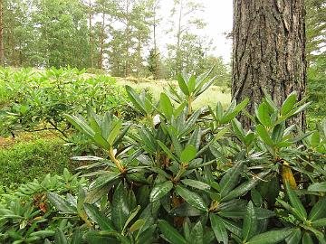 IMG_0138_traillianum_new_growth_1024px Rhododendron traillianum