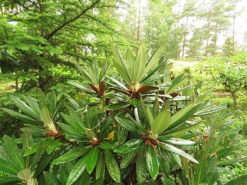 IMG_0140_alutaceum_var_russotinctum_new_growth_1024px Rhododendron alutaceum var. russotinctum