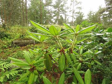 IMG_0142_monosematum_x_strigillosum_new_growth_1024px Rhododendron pachytrichum var. monosematum x strigillosum
