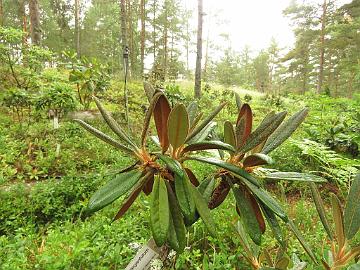 IMG_0147_elegantulum_new_growth_1024px Rhododendron elegantulum