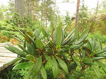 IMG_0149_balfourianum_new_growth_1024px Rhododendron balfourianum