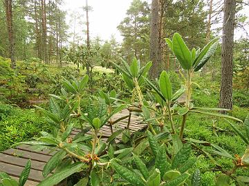 IMG_0151_rufum_1024px Rhododendron rufum