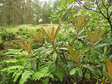 IMG_0153_degronianum_ssp_heptamerum_var_hondoense_f_micranthum_new_growth_1024px Rhododendron degronianum ssp. heptamerum var. hondoense f. micranthum