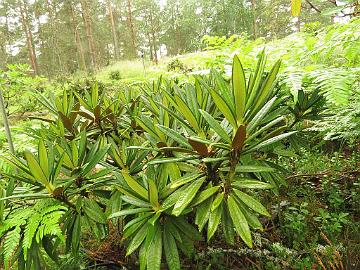 IMG_0155_alutaceum_var_iodes_new_growth_1024px Rhododendron alutaceum var. iodes