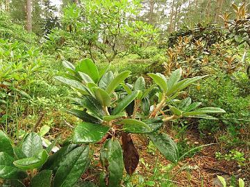 IMG_0157_faberi_new_growth_1024px Rhododendron faberi