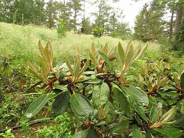 IMG_0159_wasonii_new_growth_1024px Rhododendron wasonii