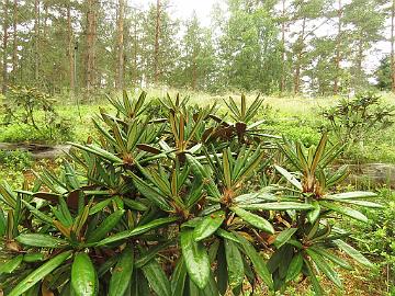 IMG_0163_globigerum_new_growth_1024px Rhododendron globigerum