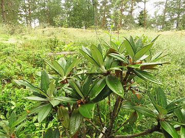 IMG_0165_taliense_2010_2206_new_growth_1024px Rhododendron taliense