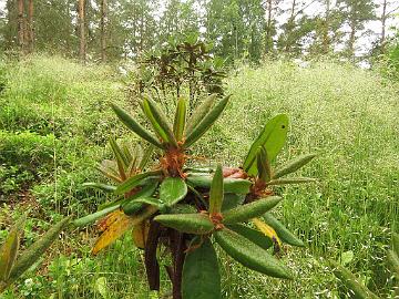 IMG_0167_longesquamatum_new_growth_1024px Rhododendron longesquamatum