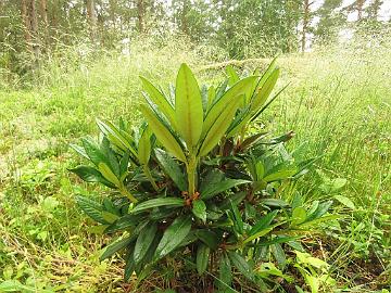 IMG_0170_taliense_Duft_Symphonie_new_growth_1024px Rhododendron taliense 'Duft Symphonie'