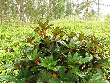 IMG_0172_taliense_Woolly_Dane_1024px Rhododendron taliense 'Woolly Dane'