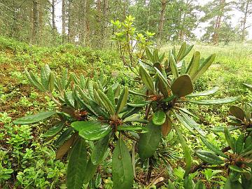 IMG_0174_smirnowii_Compact_new_growth_1024px Rhododendron smirnowiii . compact form