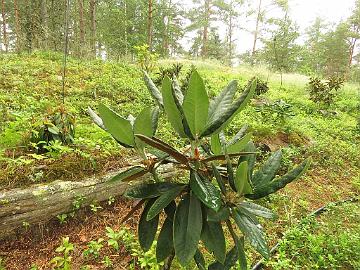 IMG_0176_traillianum_var_aberrans_new_growth_1024px Rhododendron traillianum var. aberrans