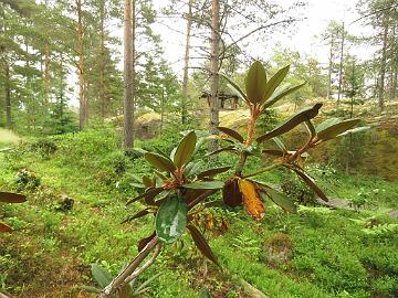 IMG_0178_nakotiltum_new_growth_1024px Rhododendron nakotiltum