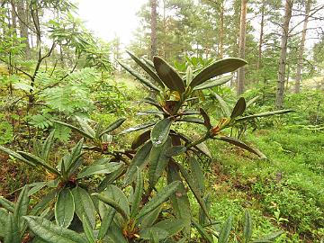 IMG_0180_adenogynum_new_growth_1024px Rhododendron adenogynum