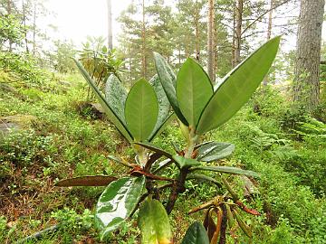 IMG_0182_taliense_Honigduft_new_growth_1024px Rhododendron taliense 'Honigduft'