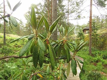 IMG_0184_brachycarpum_Ullung_x_rex_2005-1077_new_growth_1024px Rhododendron brachycarpum ssp. ulleungense x rex