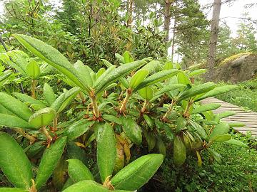 IMG_0188_bureavioides_Glendoick_new_growth_1024px Rhododendron bureavioides