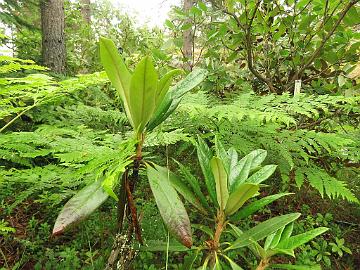 IMG_0190_nigroglandulosum_new_growth_1024px Rhododendron nigroglandulosum