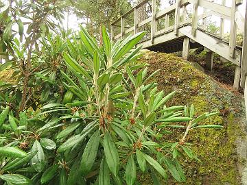 IMG_0192_smirnowii_new_growth_1024px Rhododendron smirnowii