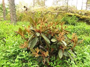 IMG_1304_bureavii_x_pachysanthum_Special_Dane_1024px Rhododendron 'Special Dane', bureavii x pachysanthum (Baumschule Stöckmann)