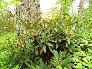 IMG_1314_triplonaevium_F.19574_1024px Rhododendron alutaceum var. iodes (Forest 19574). Bought as R. triplonaevium from Rhododendron-Haven.