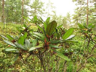 IMG_1331_bathyphyllum_C6541_1024px Rhododendron x bathyphyllum (C6541, P. Cox, NW Yunnan 1994), small 30-40 mm leaves, patchy indumentum. A nature cross R. aganniphum var. flavorufum x proteoides...