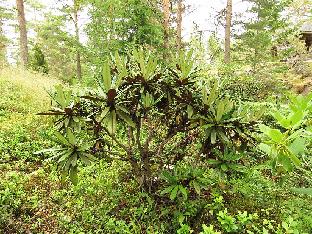 IMG_1339_globigerum_2009-1744_1024px Rhododendron globigerum ( alutaceum var. globigerum , alutaceum var. alutaceum ) (Rhododendron-Haven)