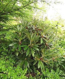 IMG_1362_alutaceum_var_russotinctum_2007-1073_1024px Rhododendron alutaceum var. russotinctum (Rhododendron-Haven)