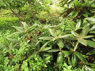 IMG_1396_bureavii_2005_0865_1024px Rhododendron bureavii (Kaarel Voitk, Hiiumaa, 91-10)