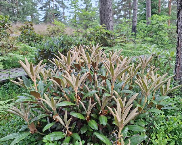 Foliage 2026