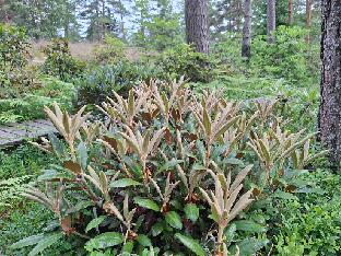 20260711_093938 Best Dane degronianum ssp. yakushimanum Rhododendron 'Best Dane', a selection from yakushimanum (Baumschule Stöckmann)