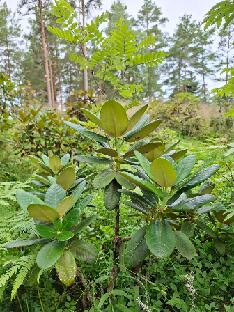 20260711_094041 clementinae Rhododendron clementinae (Millais Nurseries)