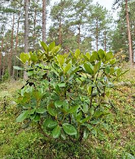 20260711_094108 faberi ssp. prattii Rhododendron faberi ssp. prattii , AC4957, N. Sichuan, Huang Tu Liang Shan, Ping Wu County, 3400 m (RHS 01177/04)