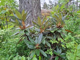 20260711_094219__triplonaevium_F.19574_alutaceum_var_iodes Rhododendron alutaceum var. iodes (Forest 19574). Bought as R. triplonaevium from Rhododendron-Haven.