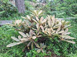20260711_094657 Silver Dane yakushimanum x pachysanthum Rhododendron 'Silver Dane', yakushimanum x pachysanthum , syn. 'Viking Silver' (Baumschule Stöckmann)