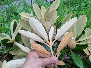 20260711_094710Silver Dane yakushimanum x pachysanthum Rhododendron 'Silver Dane', yakushimanum x pachysanthum , syn. 'Viking Silver' (Baumschule Stöckmann)