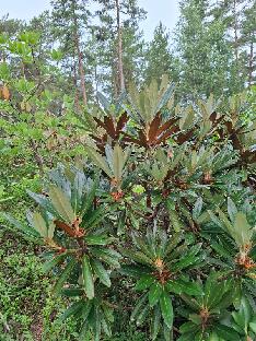20260711_094836_alutaceum_var_russotinctum_2007-1073 Rhododendron alutaceum var. russotinctum (Rhododendron-Haven)
