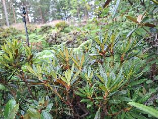 20260711_095056_alutaceum_var_iodes_2009-1746 Rhododendron alutaceum var. iodes (Rhododendron-Haven)