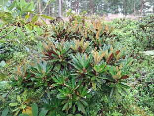 20260711_095508_alutaceum_var_globigerum_2009-1744 Rhododendron globigerum ( alutaceum var. globigerum , alutaceum var. alutaceum ) (Rhododendron-Haven)