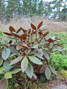 20260711_100228 Rusty Dane bureavii x pachysanthum Rhododendron 'Rusty Dane', bureavii x pachysanthum (Baumschule Hachmann)