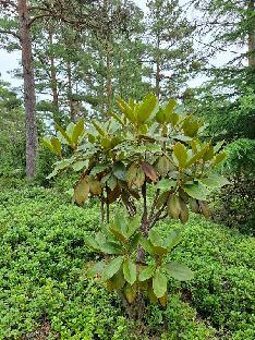 20260711_100521_faberi_ssp_prattii_2005-0942 Rhododendron faberi ssp. prattii , AC4957, N. Sichuan, Huang Tu Liang Shan, Ping Wu County, 3400 m (RHS 01177/04)