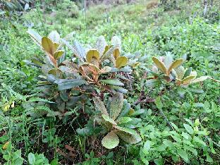 20260711_130553 Debbie Dane - yakushimanum x haematodes Rhododendron 'Debbie Dane', yakushimanum x haeamatodes (Baumschule Stöckmann)