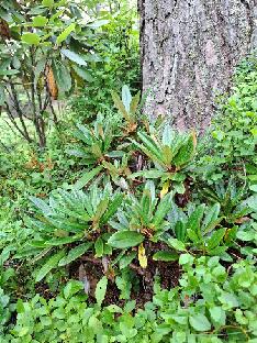 20260711_130923 alutaceum var. globigerum Sticky Dane Rhododendron 'Sticky Dane', a selection from alutaceum var. globigerum (Baumschule Stöckmann)