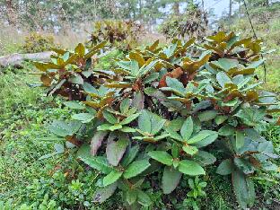 20260711_133548_taliense_Woolly_Dane Rhododendron 'Woolly Dane', a selection from taliense (Baumschule Hachmann)