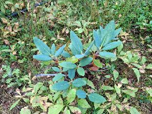 20260711_135600 campanulatum ssp. aeruginosum Blue Dane Rhododendron 'Blue Dane', a selection from campanulatum ssp. aeruginosum (Rhododendron-Haven)