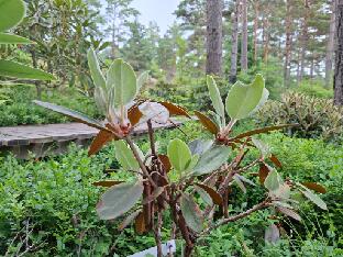 20260712_103645 Special Dane bureavii x pachysanthum Rhododendron 'Special Dane', bureavii x pachysanthum (Baumschule Stöckmann)