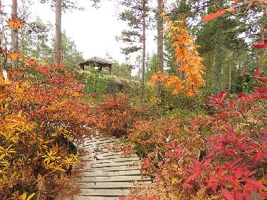 IMG_7477_Rhodogarden_azaleas_1024px The autumn fall color of the azaleas is beautiful. On the right grows a yellow-orange colored Sorbus ulleungensis 'Dodong'. The rock in the background has a log...