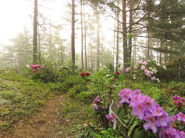 IMG_8275_Blutopia_mist_1024px In the spring of 2014, we cut down pine trees growing on the slope leading to the shore for a new planting area. The first rhododendrons and azaleas were...