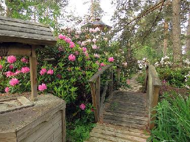 IMG_8298_puutarhan_silta Super hardy Finnish rhododendron cultivars grow near the well and garden bridge. Pictured on the left is 'Haaga' and behind it is a high 'Mikkeli'....